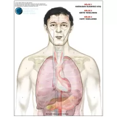 Boran Çeri Anatomik Standart Hedef Kağıdı (7 Adet)